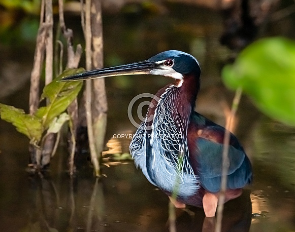 Agami Heron Wading