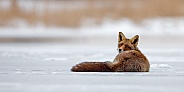 Red fox in Nature