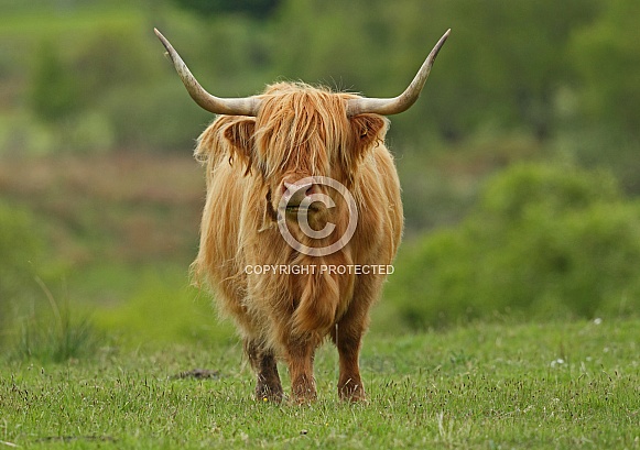 Highland Cattle