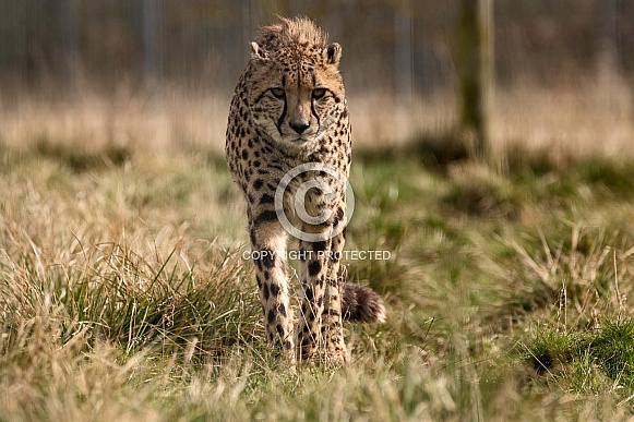 Cheetah Walking Towards Camera