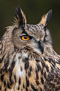 Eurasian Eagle Owl