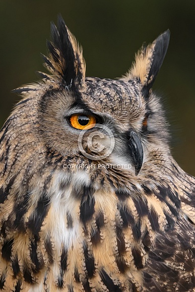 Eurasian Eagle Owl