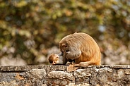 Macaque rhesus on the wall with beautiful blurry background