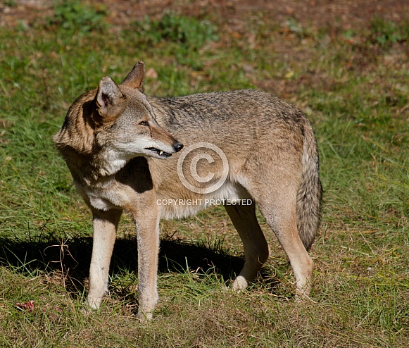 Red wolf