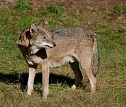 Red wolf