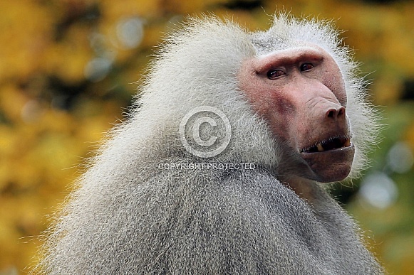 Hamadryas Baboon Hamadryas Baboon