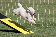 Poodle missing it's contact exiting an agility walk