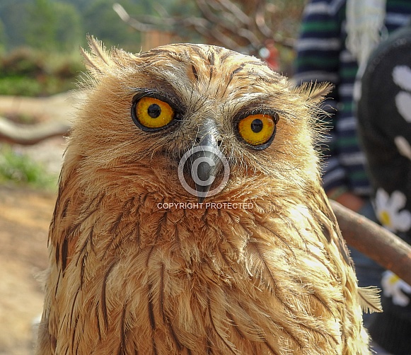 Buffy Fish Owl