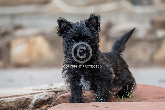 Cairn Terrier puppy natural portrait