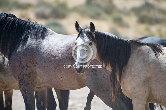 Wild Horses