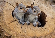 Baby Grey Squirrels