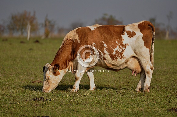 Cow