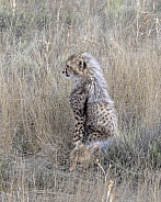 Cheetah Cub - 4 Months Old