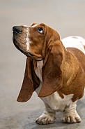 Basset hound looking up