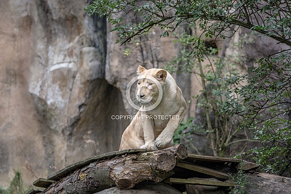 white Lion white Lion