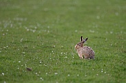 Hare