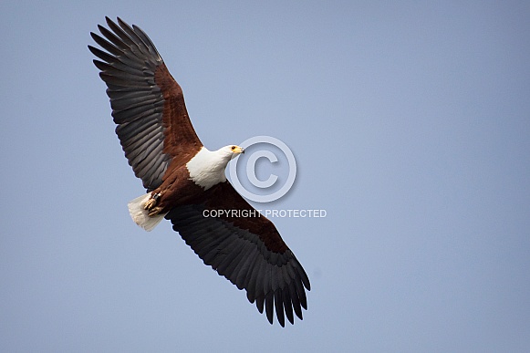 African Fishing Eagle African Fishing Eagle