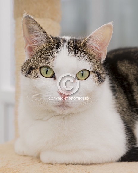 Domestic Shorthair Cat Domestic Shorthair Cat