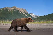 Female bear walking on the beach