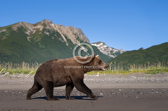 Female bear walking on the beach Female bear walking on the beach