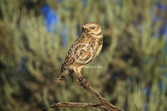 Burrowing Owl