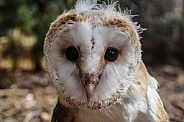 Juvenile Barn Owl (Tyto alba)