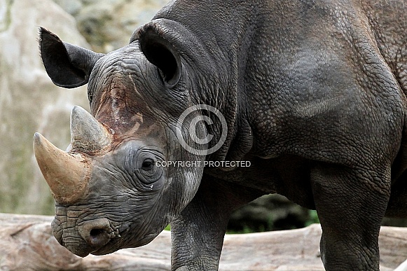 Black Rhinoceros Black Rhinoceros