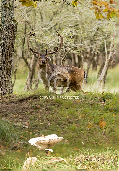 Fallow Deer
