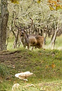 Fallow Deer