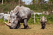 White Rhino Mother and Daughter