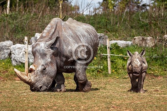 White Rhino Mother and Daughter White Rhino Mother and Daughter