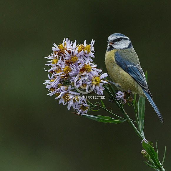 The Eurasian blue tit (Cyanistes caeruleus)