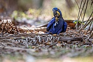Hyacinth macaw in the nature habitat
