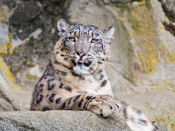 Snow leopard posing