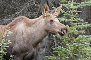 The moose or elk (Alces alces)