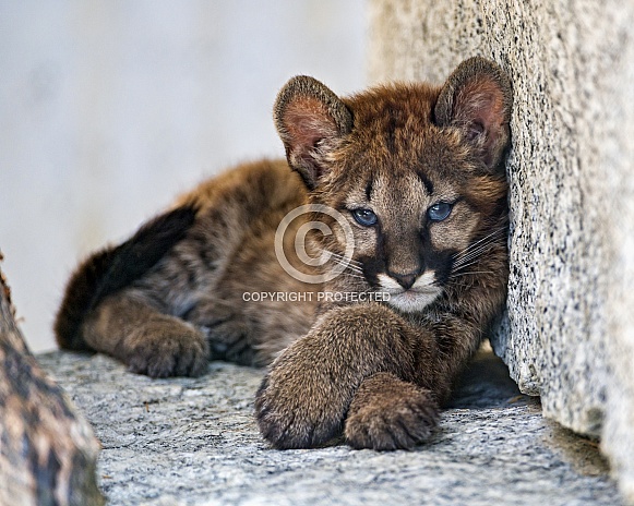 Cougar Cub