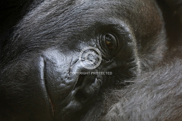 Western Lowland  Gorilla (gorilla gorilla gorilla)