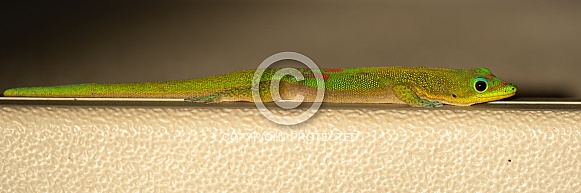 Gold Dust Day Gecko Gold Dust Day Gecko