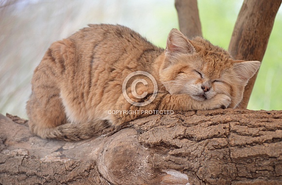 Sand Cat Sand Cat