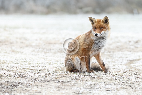 Red Fox
