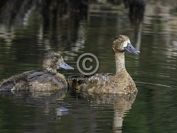 Lesser Scaup Female and Chick in Alaska
