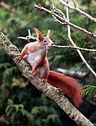 Red Squirrel