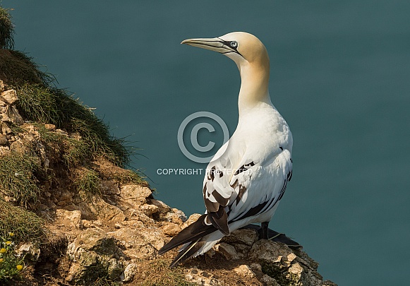 Gannet