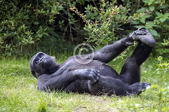 Western Lowland Gorilla (Gorilla Gorilla Gorilla)