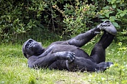 Western Lowland Gorilla (Gorilla Gorilla Gorilla)