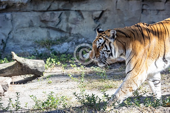 Bengal tiger