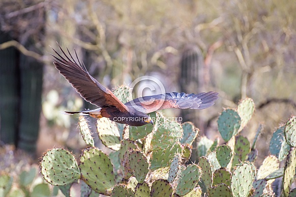 Harris' Hawk in Flight