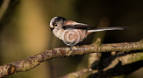 Long Tailed Tit Long Tailed Tit