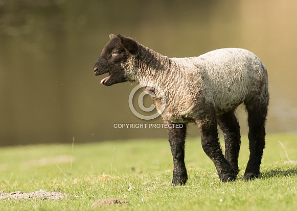 Young Lamb Bleating