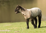 Young Lamb Bleating